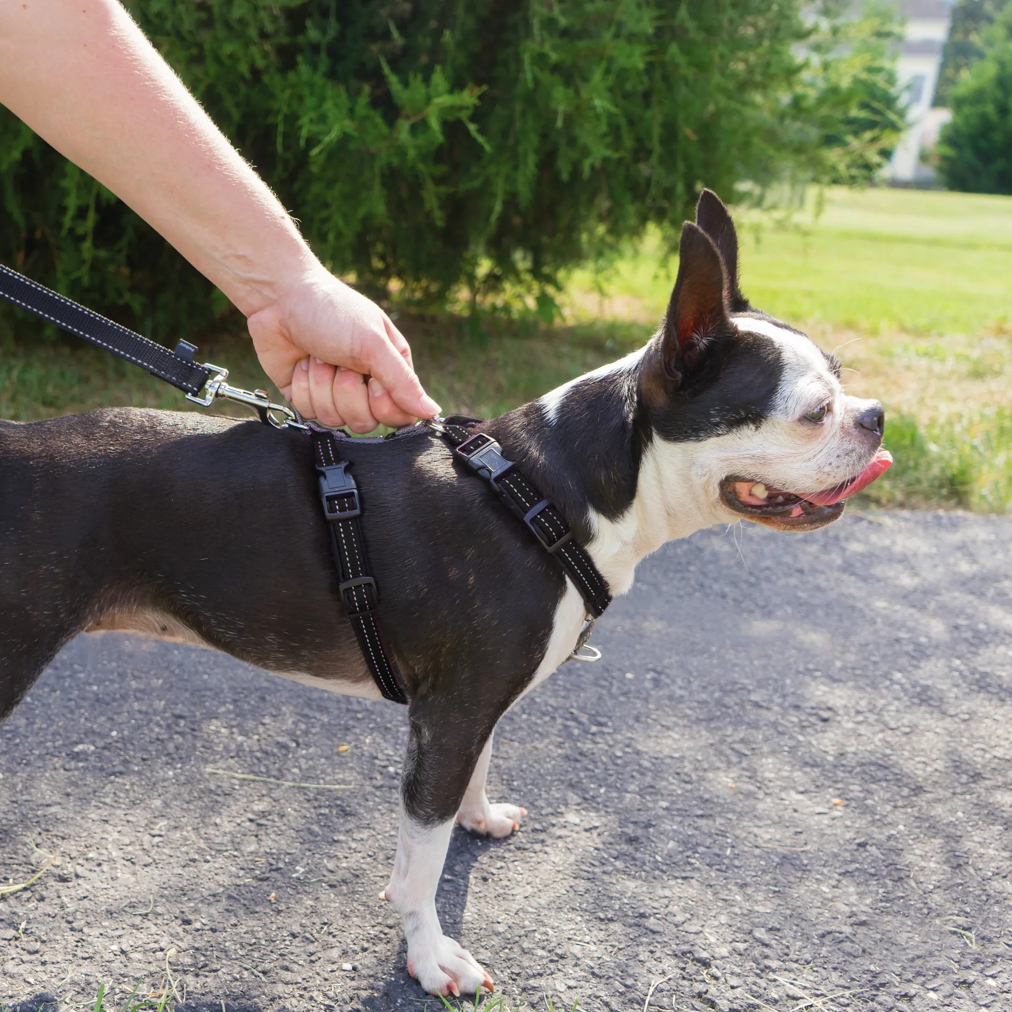 3 in 1™ Harness and Car Restraint