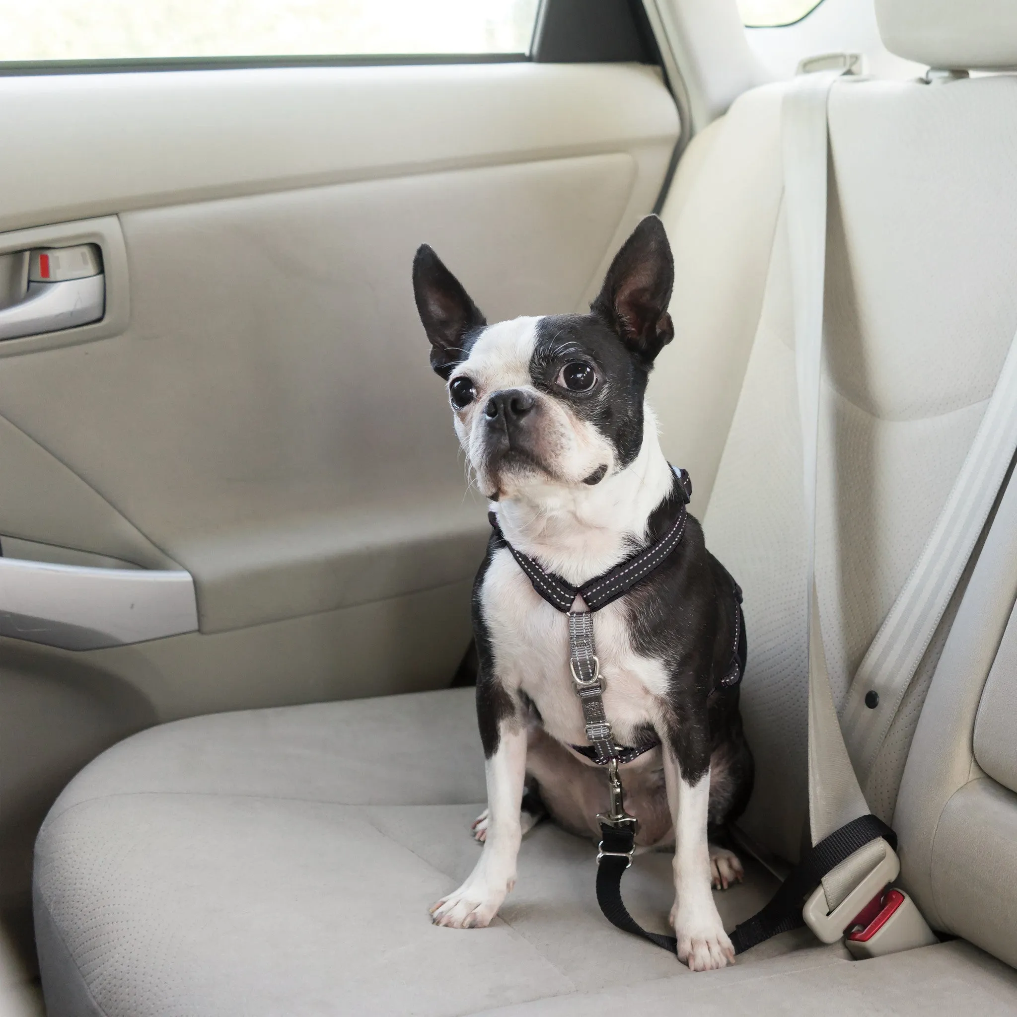 3 in 1™ Harness and Car Restraint