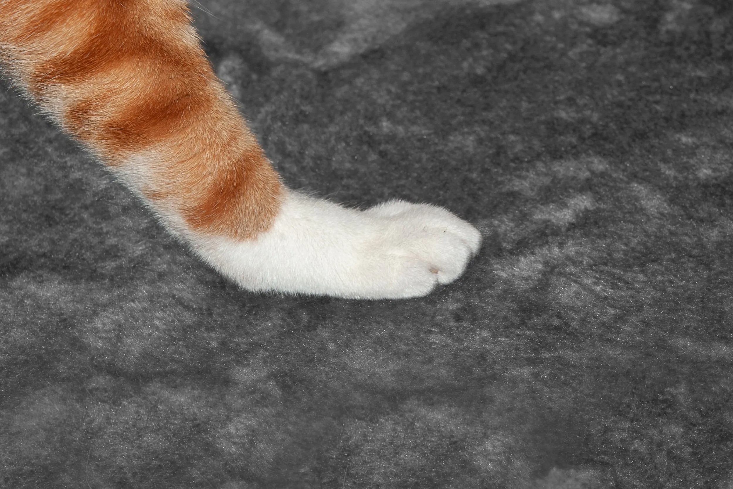 Play Stairs with Cat-IQ Busy Box