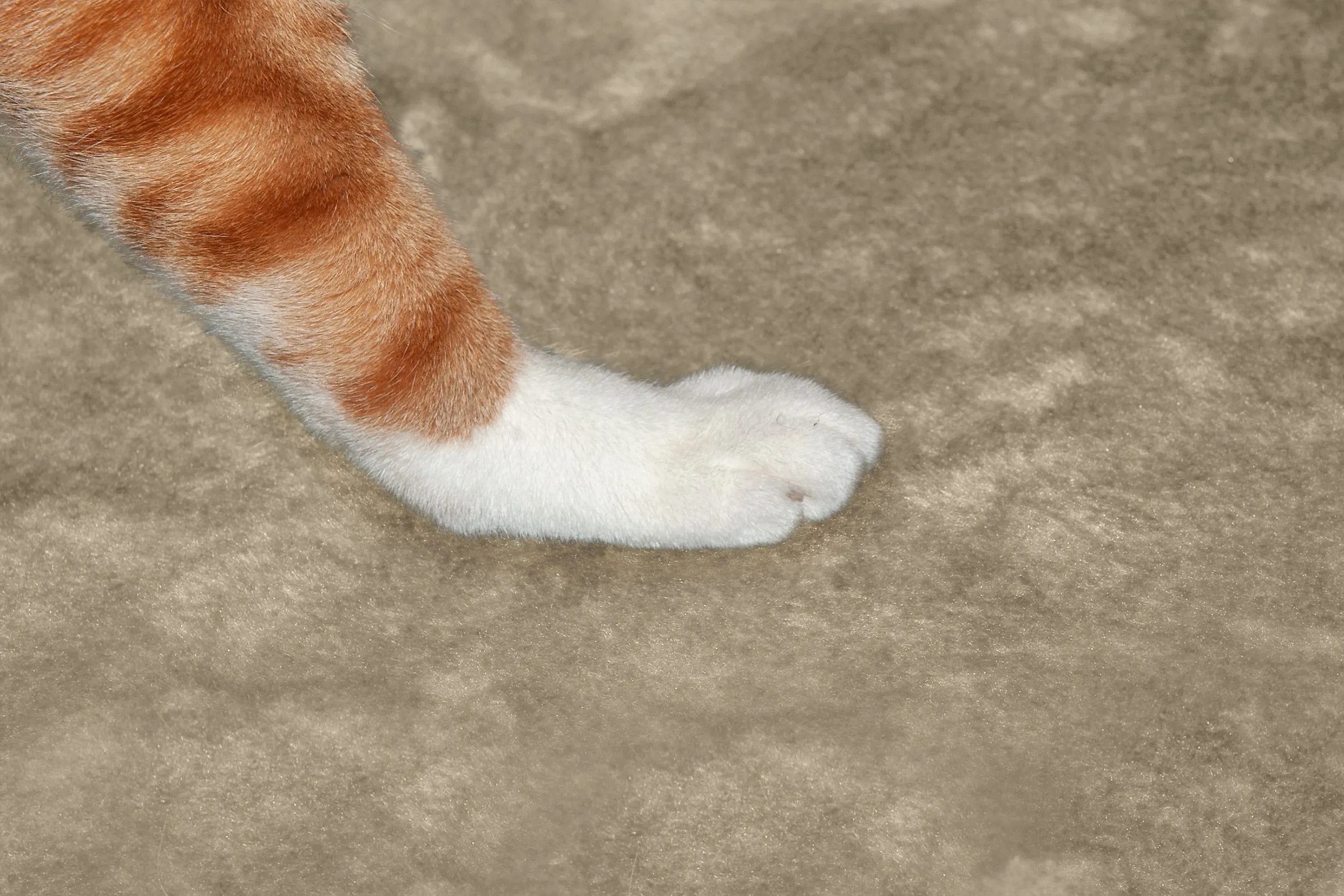 Play Stairs with Cat-IQ Busy Box