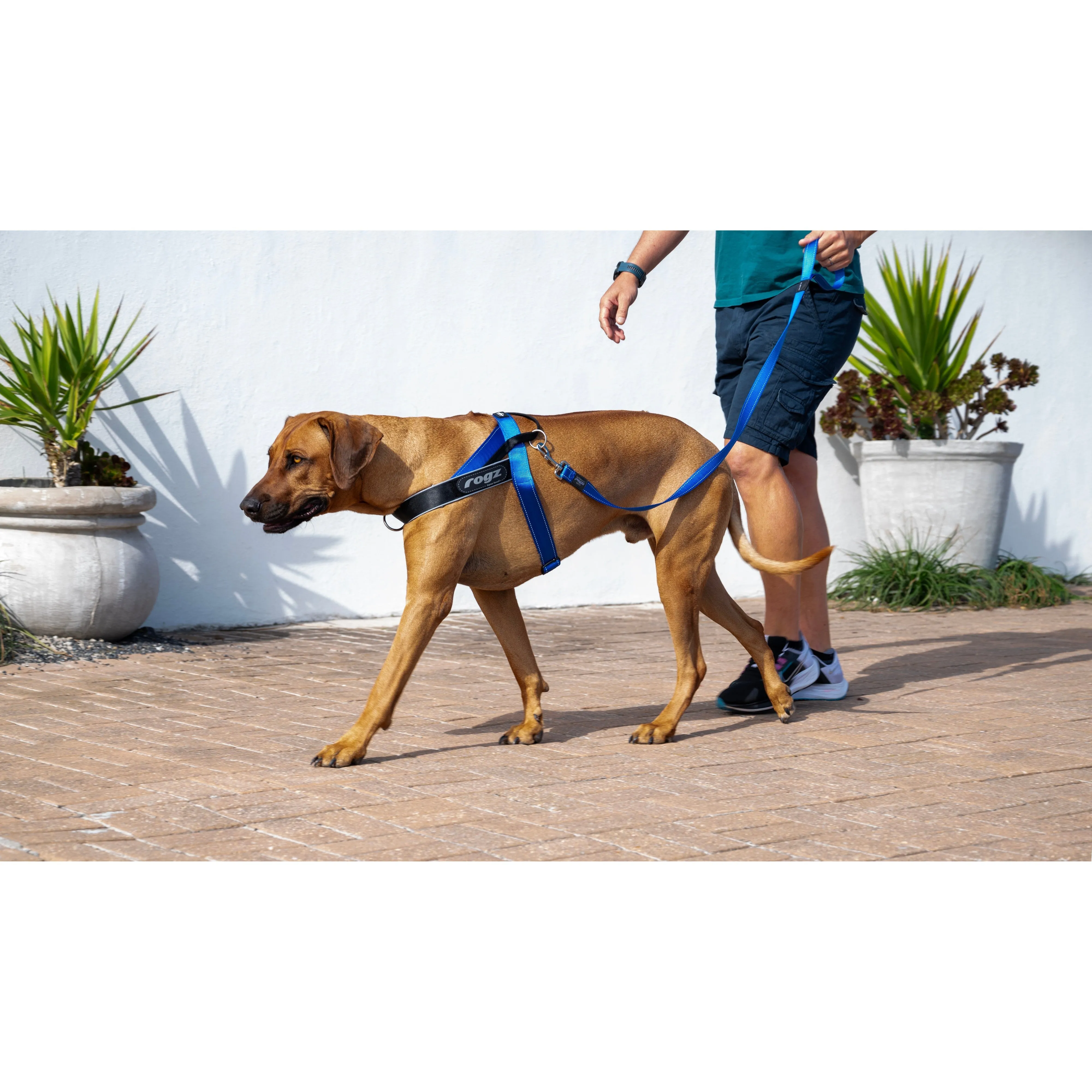 Rogz Utility LetzGo Personalised Harness Blue Sml=^._.^=